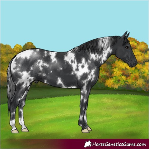 Horse Color:White Spotted Black 