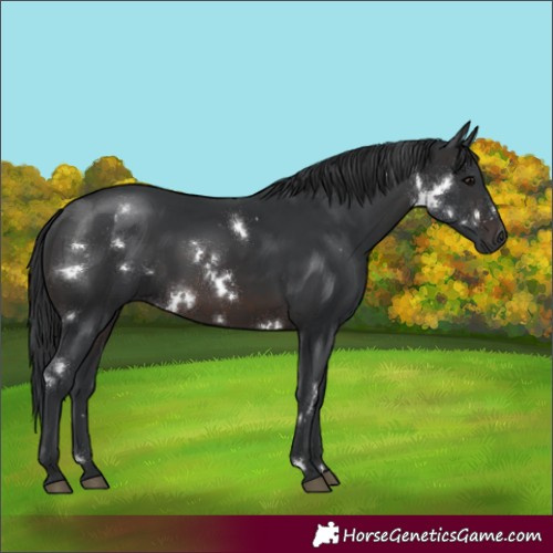 Horse Color:White Spotted Brown