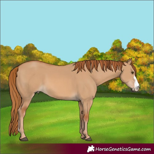 Horse Color:Red Dun Sabino Rabicano