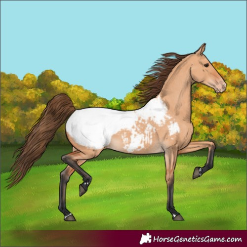 Horse Color:Bay Dun Appaloosa