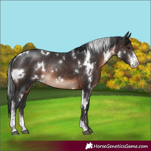 Horse Color:White Spotted Brown Sabino Appaloosa Rabicano 