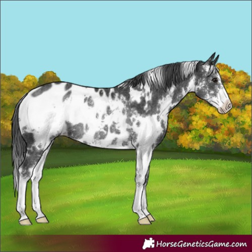 Horse Color:White Spotted Black Sabino Appaloosa Rabicano