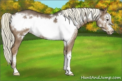 Horse Color:Liver Chestnut Frame 