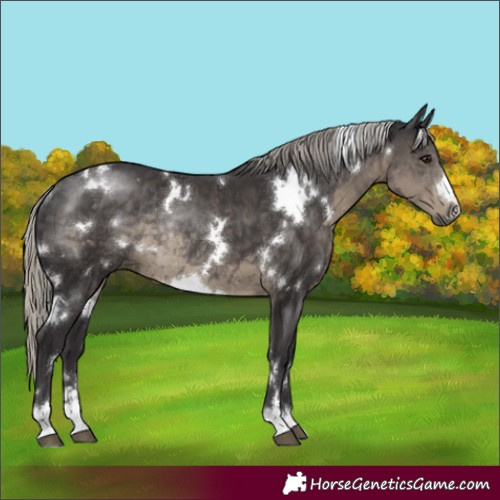 Horse Color:White Spotted Silver Smoky Black Rabicano 