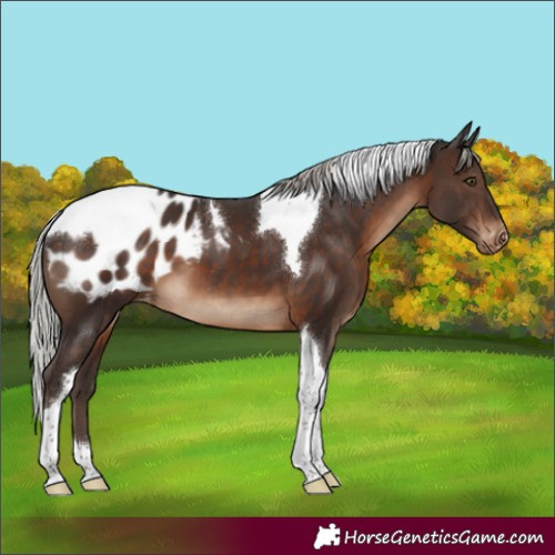Horse Color:Silver Brown Tobiano Appaloosa