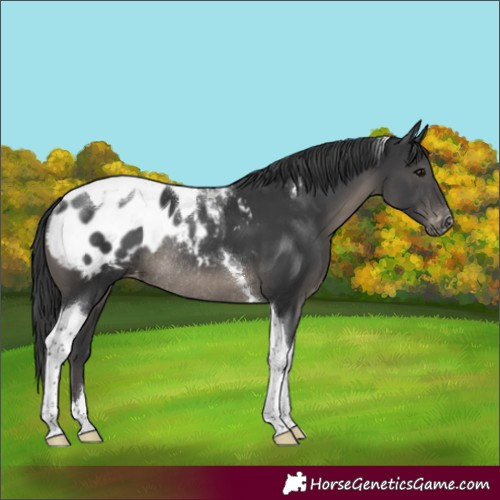 Horse Color:Black Tobiano Appaloosa Rabicano 