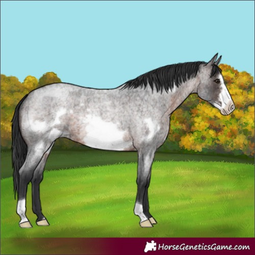 Horse Color:Brown Roan Frame