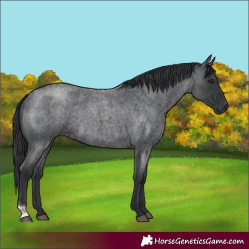 Horse Color:Blue Roan