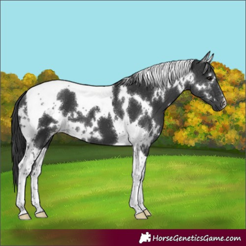 Horse Color:White Spotted Black Tobiano