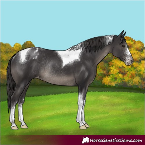 Horse Color:Smoky Black Sabino Tobiano Appaloosa Rabicano