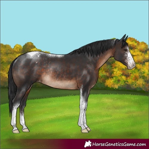 Horse Color:Brown Sabino Tobiano Appaloosa Rabicano