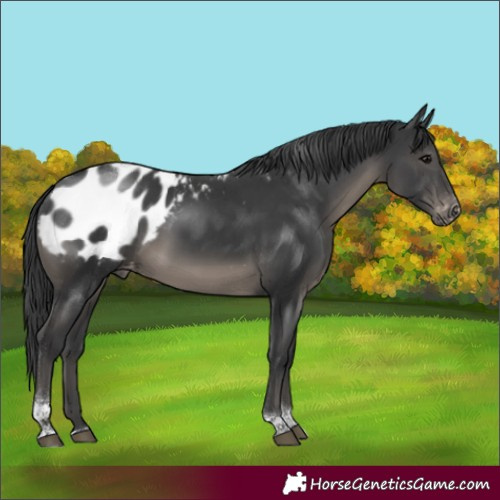 Horse Color:Black Sabino Tobiano Appaloosa Rabicano 