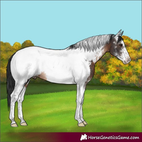Horse Color:Brown Sabino Tobiano Appaloosa 