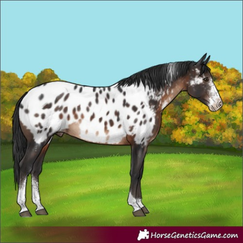Horse Color:Brown Sabino Tobiano Appaloosa