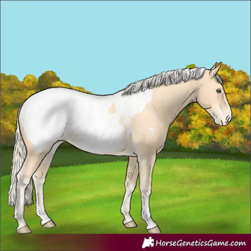 Horse Color:Unknown 