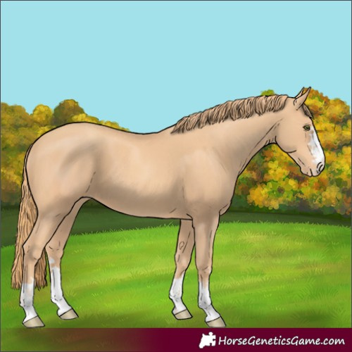 Horse Color:Unknown 