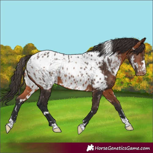 Horse Color:White Spotted Bay Appaloosa