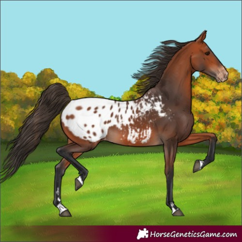 Horse Color:Bay Appaloosa 