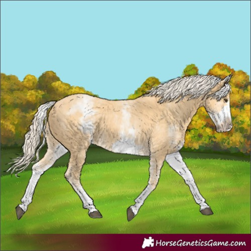 Horse Color:White Spotted Palomino Frame 