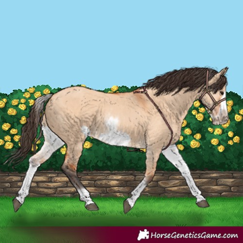 Horse Color:White Spotted Bay Dun Frame 