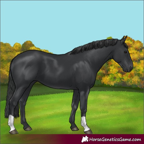 Horse Color:Black 