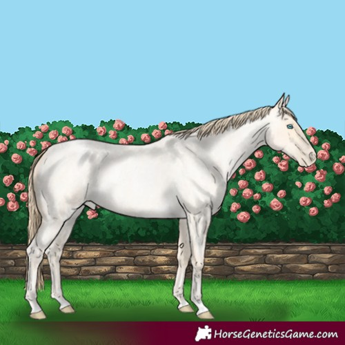 Horse Color:Buckskin Roan Pearl  and Buckskin Roan Pearl 