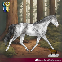 Horse Color:White Spotted Black Rabicano and White Spotted Smoky Grullo