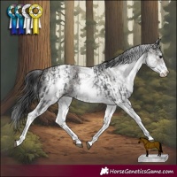 Horse Color:White Spotted Black Rabicano and White Spotted Smoky Grullo