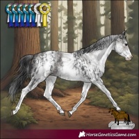 Horse Color:White Spotted Black Rabicano and White Spotted Smoky Grullo