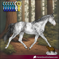 Horse Color:White Spotted Black Rabicano  and White Spotted Smoky Grullo 