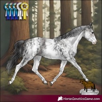 Horse Color:White Spotted Black Rabicano  and White Spotted Smoky Grullo 
