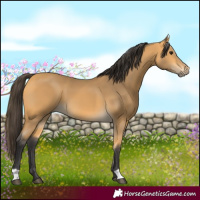 Horse Color:Buckskin