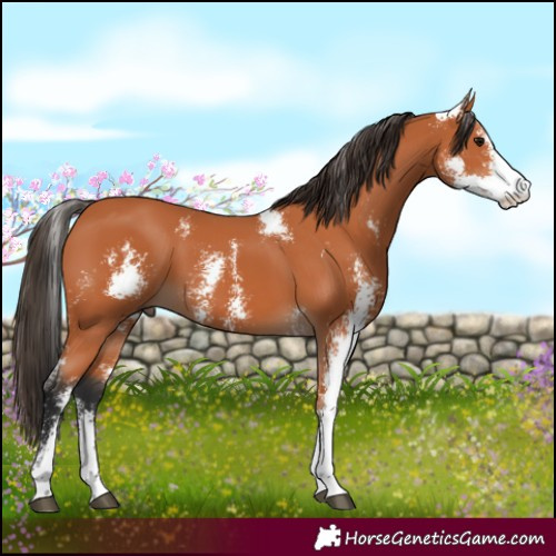 Horse Color:Bay Sabino 
