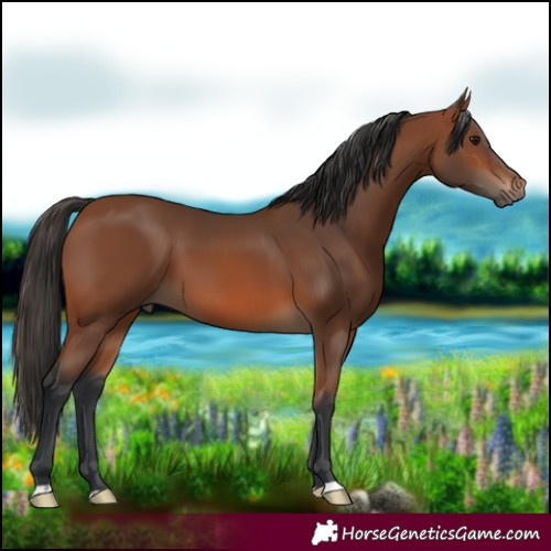 Horse Color:Bay 