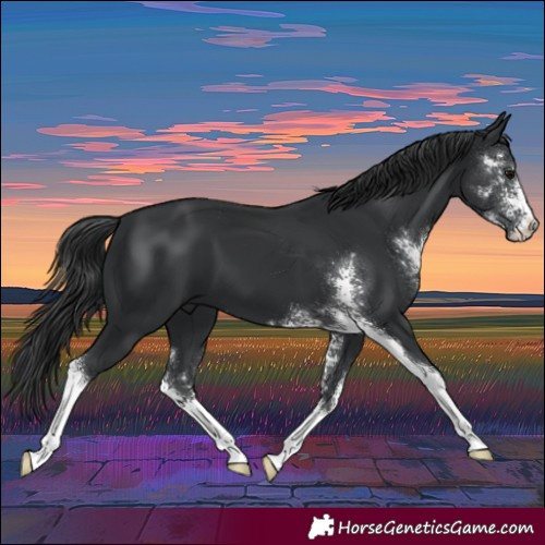 Horse Color:Black Sabino 