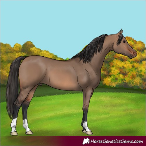 Horse Color:Brown Dun
