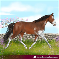 Horse Color:Bay Sabino