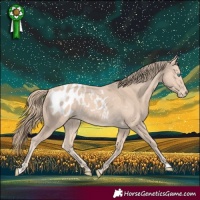 Horse Color:Perlino Appaloosa 