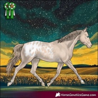 Horse Color:Perlino Appaloosa