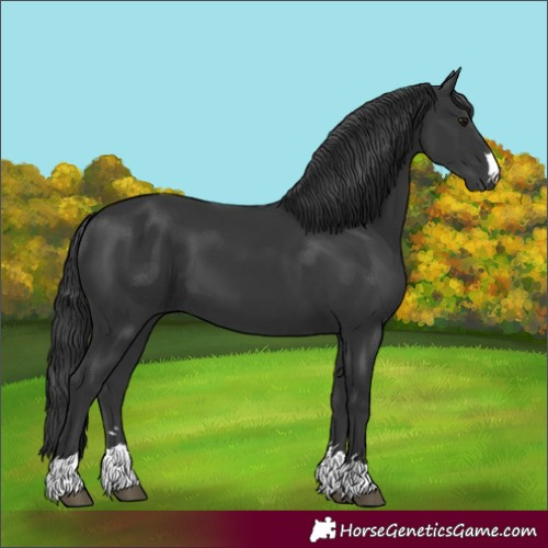 Horse Color:Black 