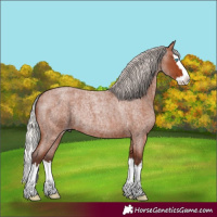 Horse Color:Silver Brown Roan Splash Rabicano 
