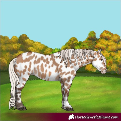 Horse Color:Silver Brown Dun Appaloosa 