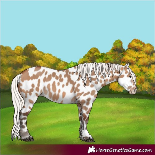 Horse Color:Silver Brown Dun Appaloosa