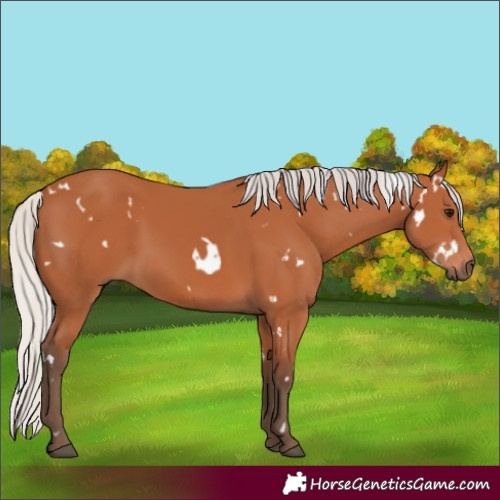 Horse Color:White Spotted Silver Bay