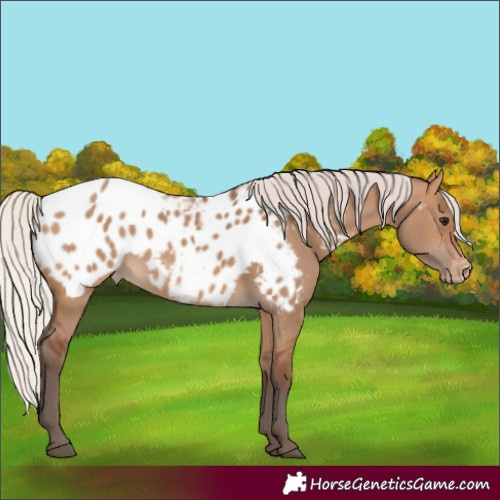 Horse Color:Silver Brown Dun Appaloosa 