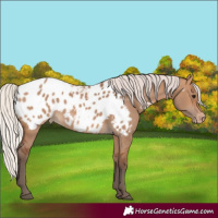 Horse Color:Silver Brown Dun Appaloosa