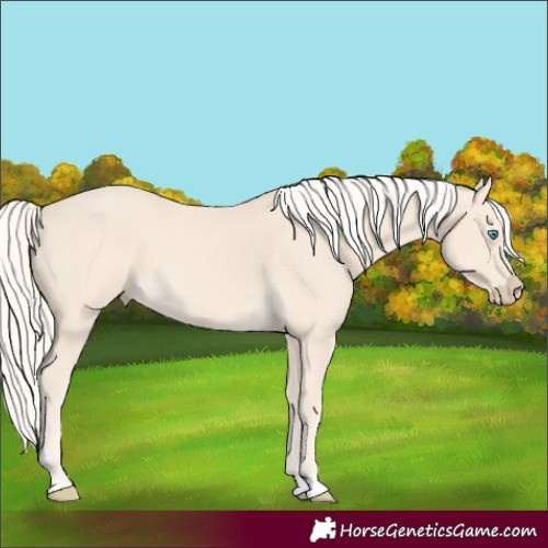 Horse Color:Cremello