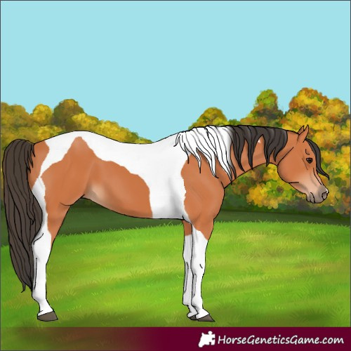 Horse Color:Bay Tobiano
