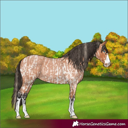 Horse Color:Buckskin Roan Pearl  and Bay Roan 