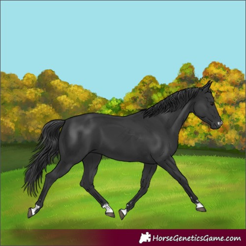 Horse Color:Black 